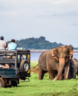 Jungle Safari